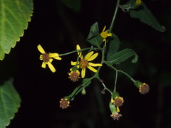 Senecio scandens