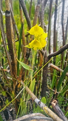 Pterygodium acutifolium