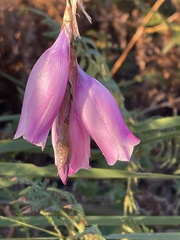 Dierama pulcherrimum