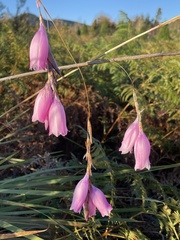 Dierama pulcherrimum