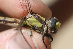 Ophiogomphus bison
