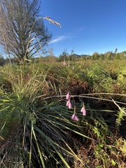 Dierama pulcherrimum
