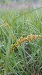 Carex crus-corvi