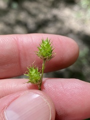 Carex reniformis