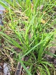 Carex lonchocarpa