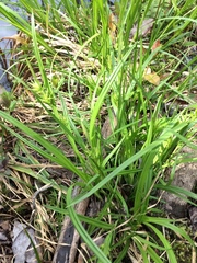 Carex lonchocarpa