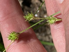Carex reniformis