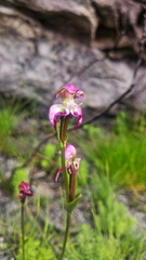 Disperis paludosa