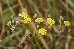 Crepis micrantha