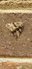 Metria amella
