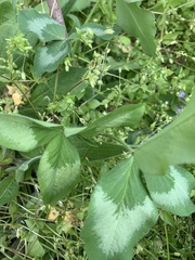 Trifolium incarnatum