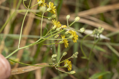 Crepis micrantha