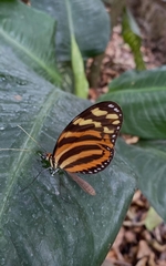 Melinaea lilis imitata