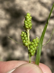 Carex caroliniana