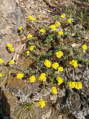 Helianthemum oelandicum