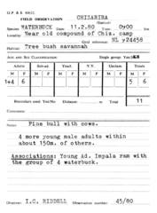 Kobus ellipsiprymnus