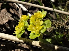Chrysosplenium oppositifolium