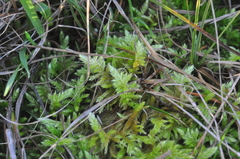 Homalothecium megaptilum