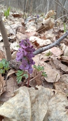 Corydalis solida