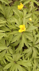 Anemonoides ranunculoides