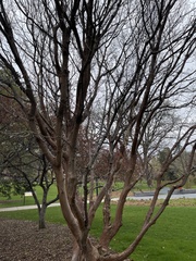 Acer maximowiczianum