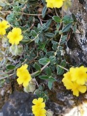 Helianthemum oelandicum