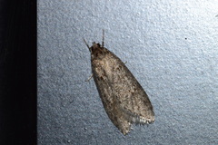 Semioscopis megamicrella