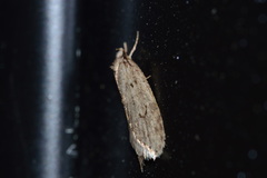 Semioscopis megamicrella