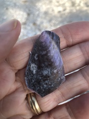 Modiolus americanus