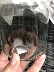 Myosorex varius