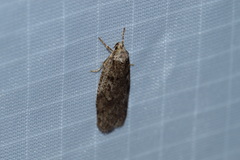 Semioscopis megamicrella