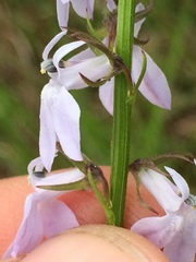 Lobelia appendiculata
