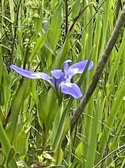 Iris virginica