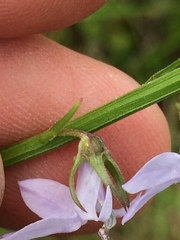 Lobelia appendiculata