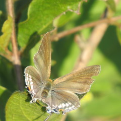 Hypolycaena philippus