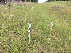 Lobelia appendiculata