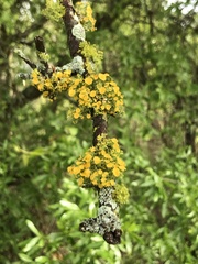 Teloschistes exilis