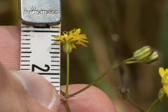 Crepis micrantha