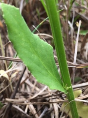 Lobelia appendiculata