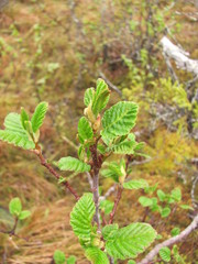 Alnus incana kolaensis