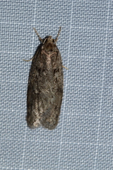 Semioscopis megamicrella