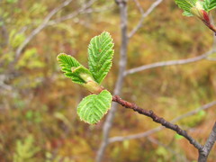 Alnus incana kolaensis