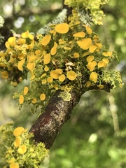 Teloschistes exilis