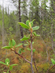 Alnus incana kolaensis
