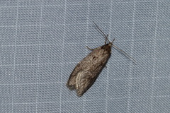 Semioscopis megamicrella