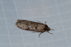 Semioscopis megamicrella