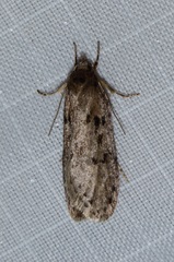 Semioscopis megamicrella