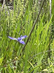 Iris virginica