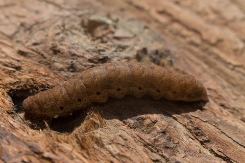 Broad-bordered Yellow Underwing
