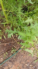 Engelmannia peristenia